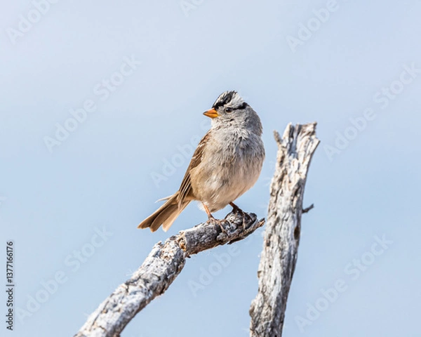 Fototapeta White-crowned Sparrow on a branch