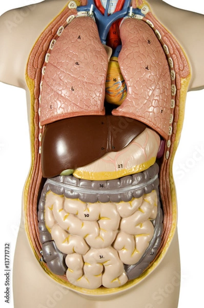 Obraz inernal human organs