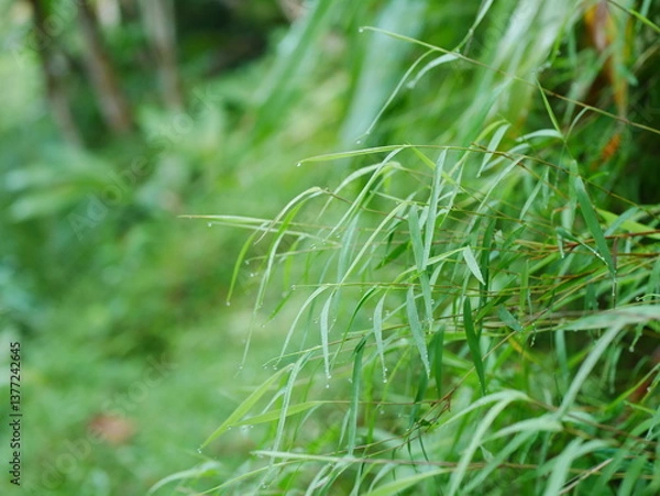 Fototapeta Bromus remotiflorus green grass grows wild in the yard