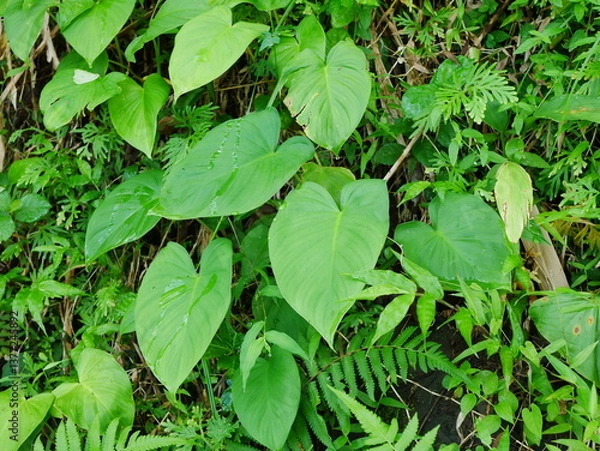 Obraz some leaves have a love shape