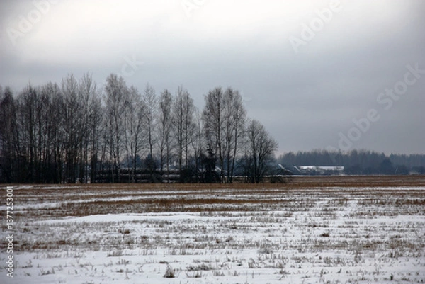 Obraz Cloudy winter day. Rolls of straw are accurately put at the far-away country of the field. Everything is covered with snow.
