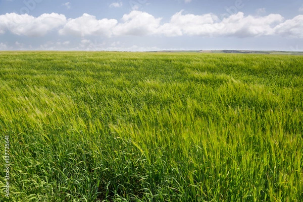 Obraz Light grassy field with white fluffy clouds