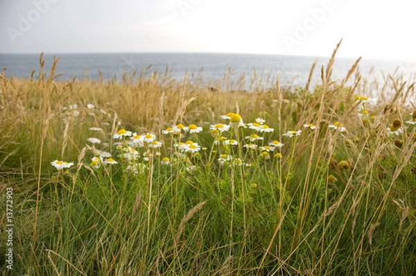 Obraz Margaritas cerca del mar