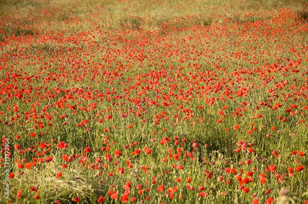 Obraz Campo de amapolas