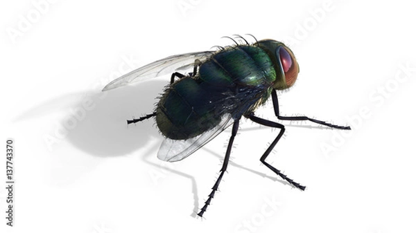 Fototapeta Common green bottle fly sitting isolate on white background, 3d Illustrations , 3d Render, green fly