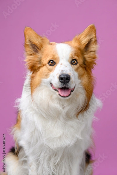 Obraz portrait border collie on colored background