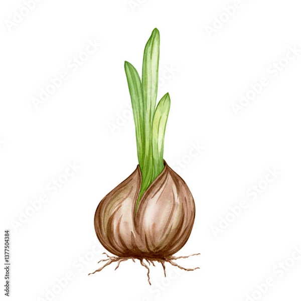 Fototapeta Flower bulb and green leaves of daffodil, tulip, hyacinth, watercolor png isolated on transparent. Gardening and home growing flowers and plants. Element for spring design card, wrapping, flower shop