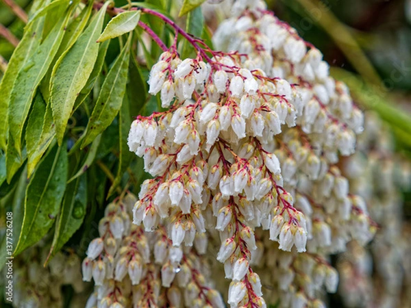 Obraz 馬酔木の花