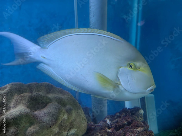 Fototapeta fish in aquarium