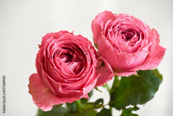 Fototapeta ピンクのばら