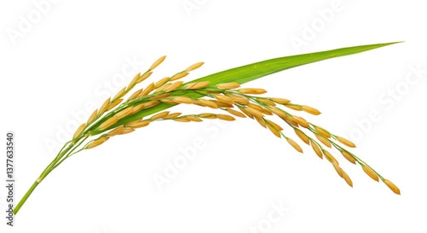 Obraz Isolated Rice Stalk