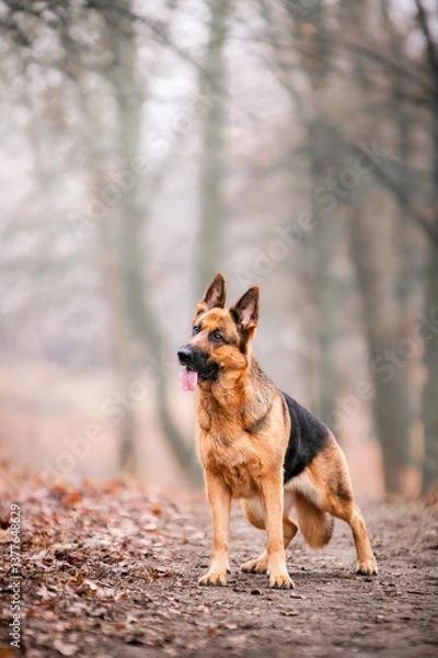 Fototapeta Shepherds in the autumn park
