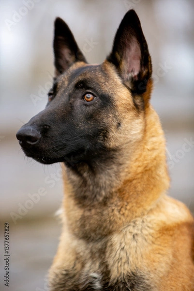 Obraz Belgian Shepherd Malinois