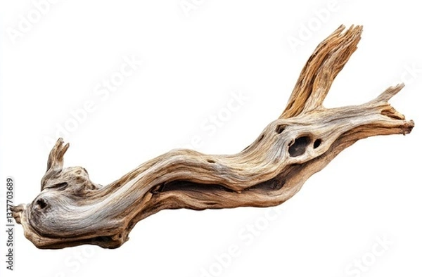 Fototapeta Ancient driftwood branch