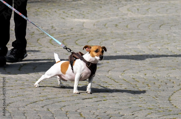 Fototapeta Jack Russell Terrier dog aggressively breaks loose from the leash on a walk.