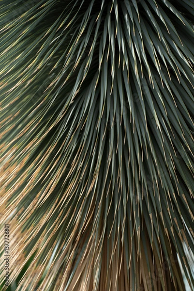 Fototapeta Xanthorrhoea Glauca (Grass Tree) foliage close up. Spiky foliage