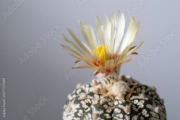 Fototapeta Astrophytum Asteria Super Kabuto cactus blooming pearl color flower close up in isolated grey background