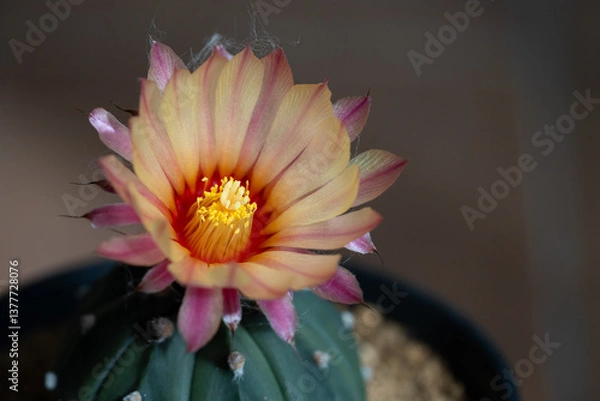 Fototapeta Astrophytum Asteria Super Kabuto cactus blooming pink color flower close up in isolated brick background