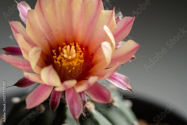 Fototapeta Astrophytum Asteria Super Kabuto cactus blooming pink color flower close up in isolated grey background