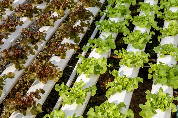 Fototapeta Farma uprawy sałaty hydroponicznej,