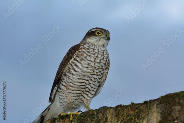 Fototapeta Sparrow hawk, Accipiter nisus, sitting on a garden wall in London, used to control pigeon population.