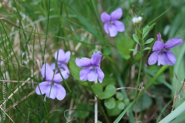 Fototapeta Fragrant violets in the spring meadow