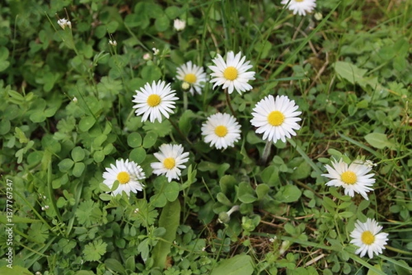 Fototapeta First daisies in the spring meadow