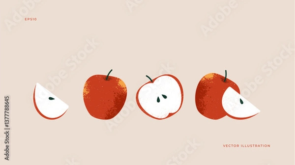 Fototapeta Apple collection. Whole apple and slices. Fresh fruit illustration. Vector illustration