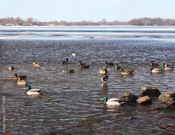 Fototapeta Wild ducks on the river