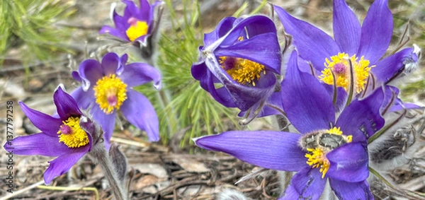 Obraz Spring, primroses bloomed in the forest