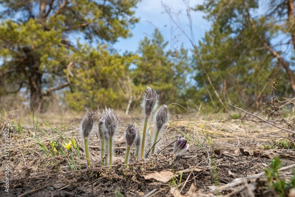 Obraz Spring, primroses bloomed in the forest