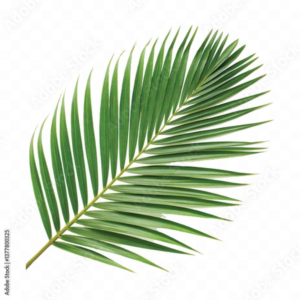 Fototapeta realistic green leaf of palm tree isolated on white background