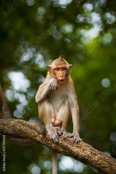 Fototapeta Little monkey is playing on the tree