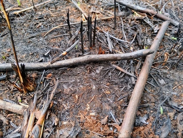 Fototapeta burning dry grass in an empty area