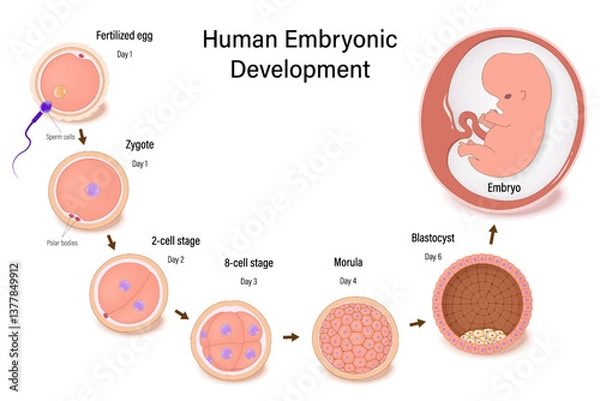 Fototapeta Diagram of early human embryonic development. Human embryogenesis. Fertilization, Zygote, 2-cell, 8-cell, Morula, Blastocyst and Embyo.