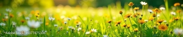Fototapeta A beautiful field of wildflowers with lush green grass and sunlight filtering through, field, springtime