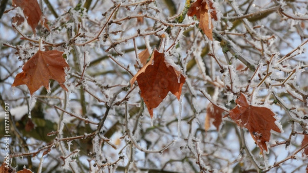 Fototapeta Winter Leaves Adorned With Frost and Ice on Bare Tree Branches