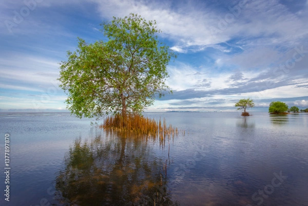 Fototapeta Thebeauty of Thale Noi at Ban Pak Pra (Pak Pra village), an important lake in Phatthalung, including boat trips to take tourists to see the scenery like a alone  mangrove apple tree and buffalo