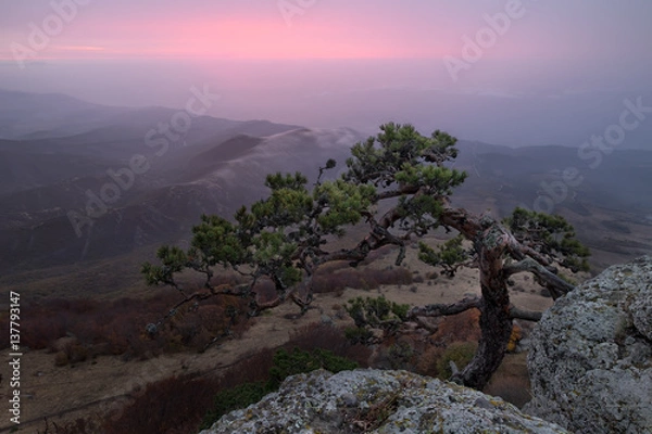 Obraz Curved pine at the edge of the mountain slope in front of multi-layered hills covered with haze glowed pink by a sunrise, Crimea, Russia