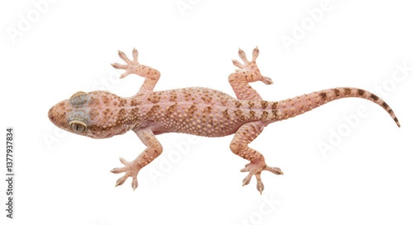 Fototapeta Isolated Gecko Lizard
