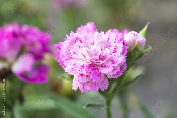 Obraz Pink flowers bloom with blurred background