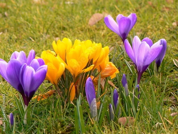Obraz krokusse im frühling