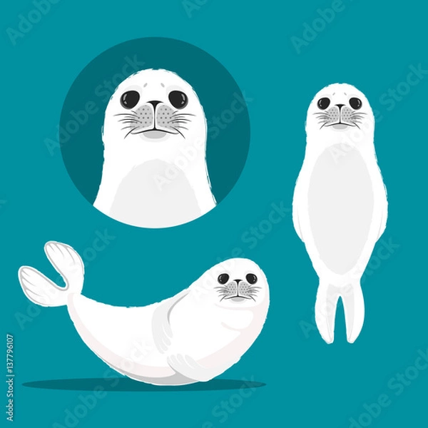 Fototapeta White seal animal