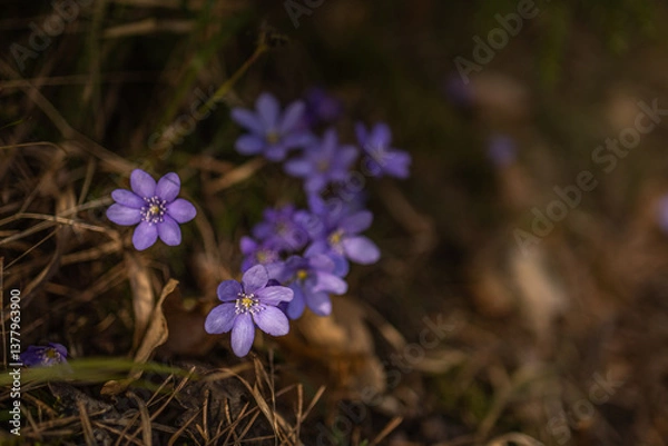 Fototapeta Small purple flowers blossom in March close-up. Hepatica Nobilis or Anemone Hepatica in a spring forest in Latvia