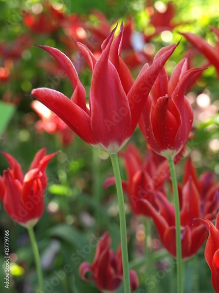 Obraz czerwone tulipany