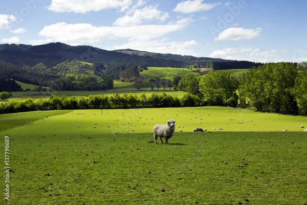 Fototapeta A sheep was captured separated from the other flocks.