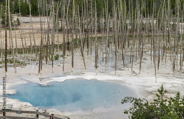 Obraz Cistern Spring Geothermal pool in Norris Geyser Basin, Yellowstone Park. Wyoming, USA
