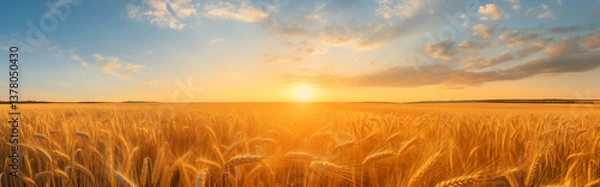 Fototapeta A wheat field at sunset.	
