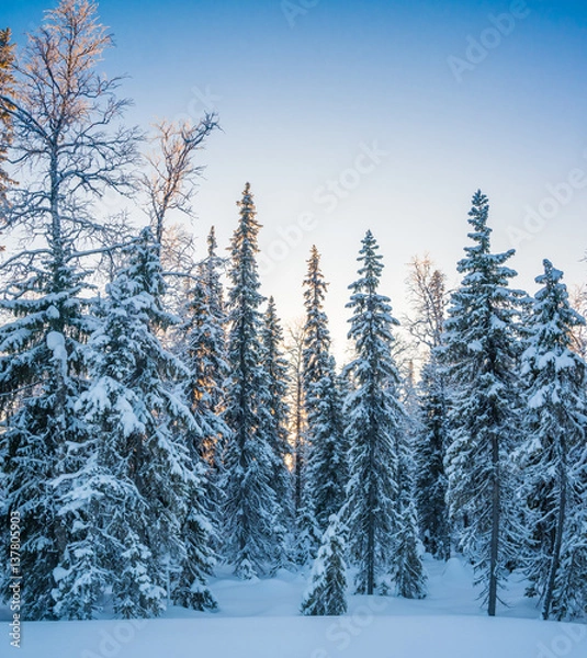 Fototapeta frosty birch trees and spruce trees at winter forest, in the north of Russia