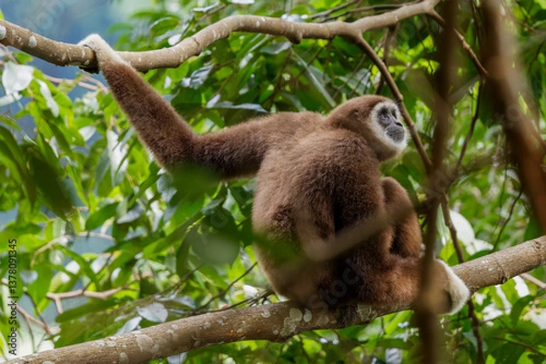 Fototapeta Lar Gibbon 